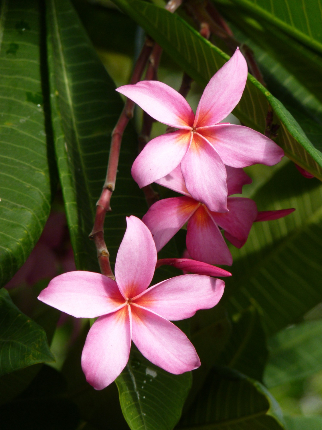 parfum monoï parfum monoï